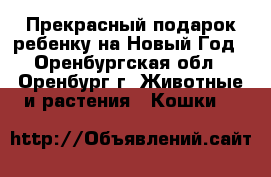 Прекрасный подарок ребенку на Новый Год - Оренбургская обл., Оренбург г. Животные и растения » Кошки   